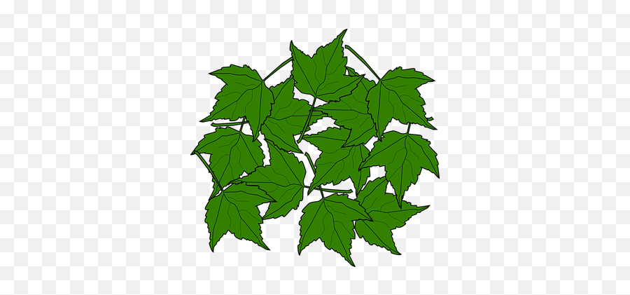 90 Free Greenery U0026 Foliage Vectors - Pixabay Clip Art Emoji,Maple Leaf Emoji Png