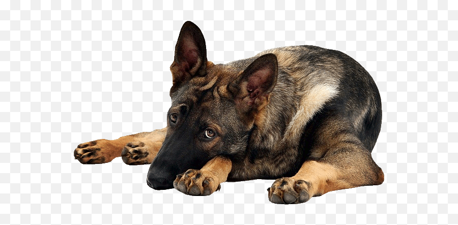 German Shepherd Dogs Dog Portraits - German Shepherd Gif Png Emoji,How To Tell German Shepherds Emotions By Their Ears