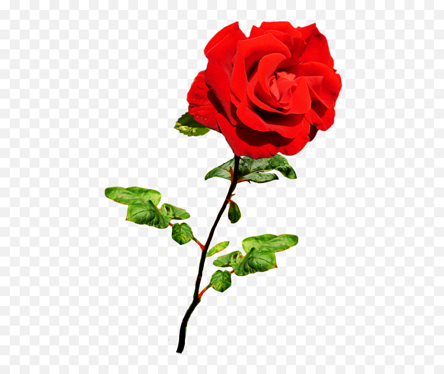 Clipart Of Valentine Day Roses - Valentine Rose Emoji,Deep Emotions Roses