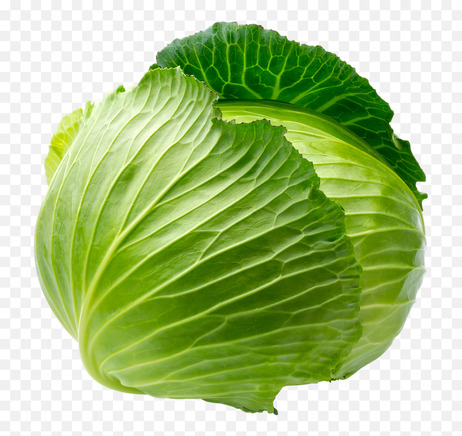 Savoy Cabbage Leaf Vegetable - Cabbage Png Download 768 Green Cabbage Emoji,Cabbage Emoticon