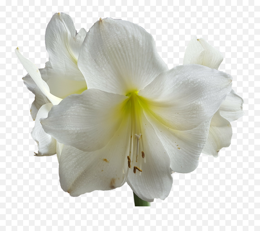 Amarylliswhiteflowerstamensfree Pictures - Free Image Emoji,Lilium True Emotion