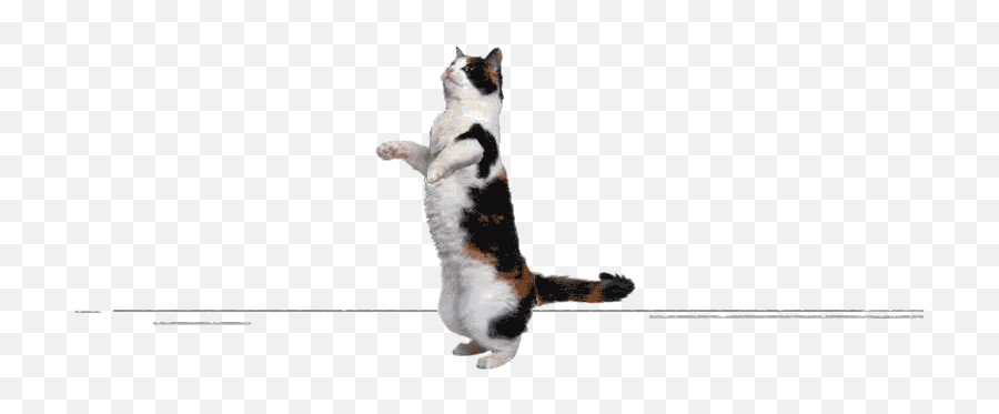 Top Cat Dancing Stickers For Android - Cat Standing Up Emoji,Dancing Cat Emoji