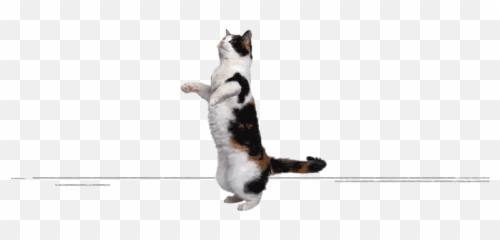 Top Cat Dancing Stickers For Android - Cat Standing Up Emoji,Dancing Cat Emoji