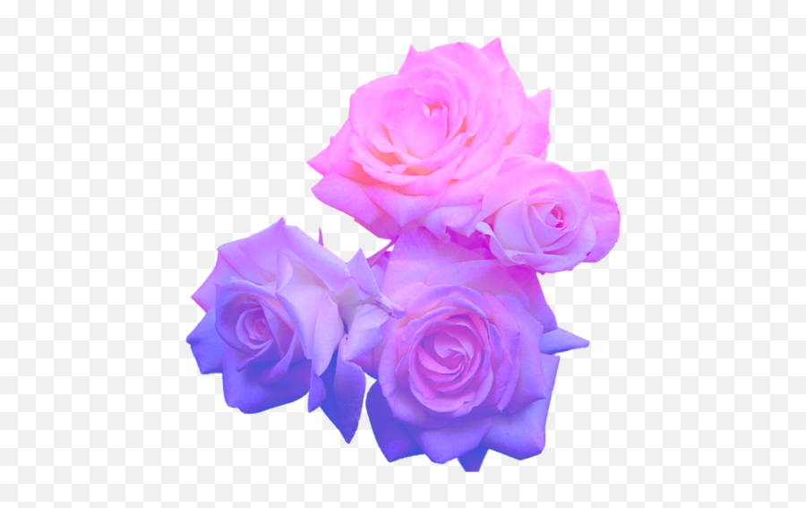 Shrugging Emoji - Pastel Purple Flower Png Full Size Png Pink Purple Flowers Transparent Background,Shrug Emoji