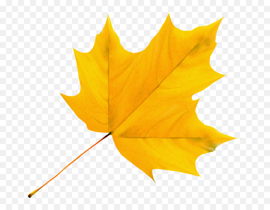 Pin - Yellow Leaf Clipart Png Emoji,Red Leaf Emoji