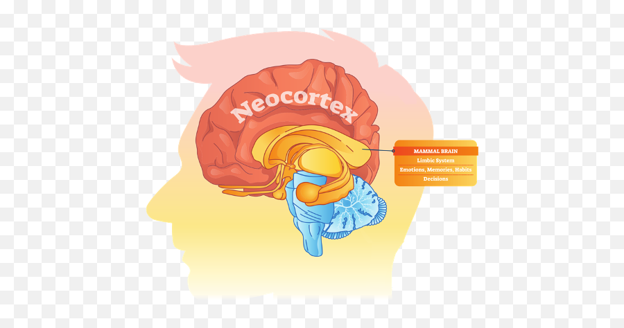 The Neurobiological Reasons We Have Food Cravings - Medulla Pons Autonomic Centers Emoji,Amygdala Emotions
