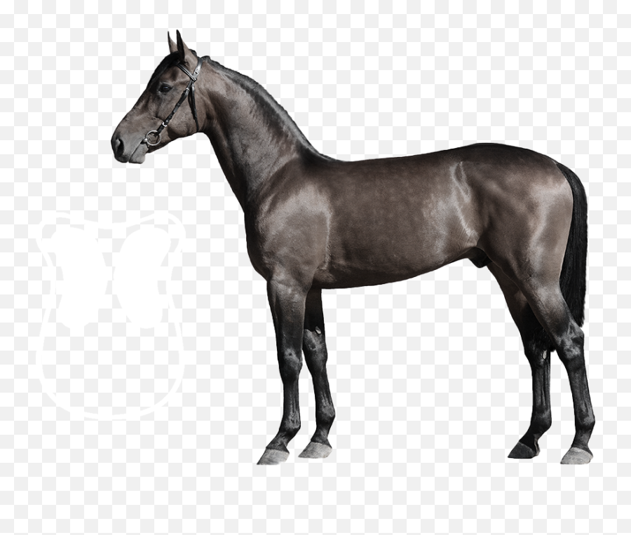 Kavallerie Front Riser Gel Pad - Horse Side View Emoji,Emotion Reason Like Two Horses Pulling Same Cart