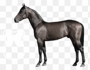 Kavallerie Front Riser Gel Pad - Horse Side View Emoji,Emotion Reason Like Two Horses Pulling Same Cart