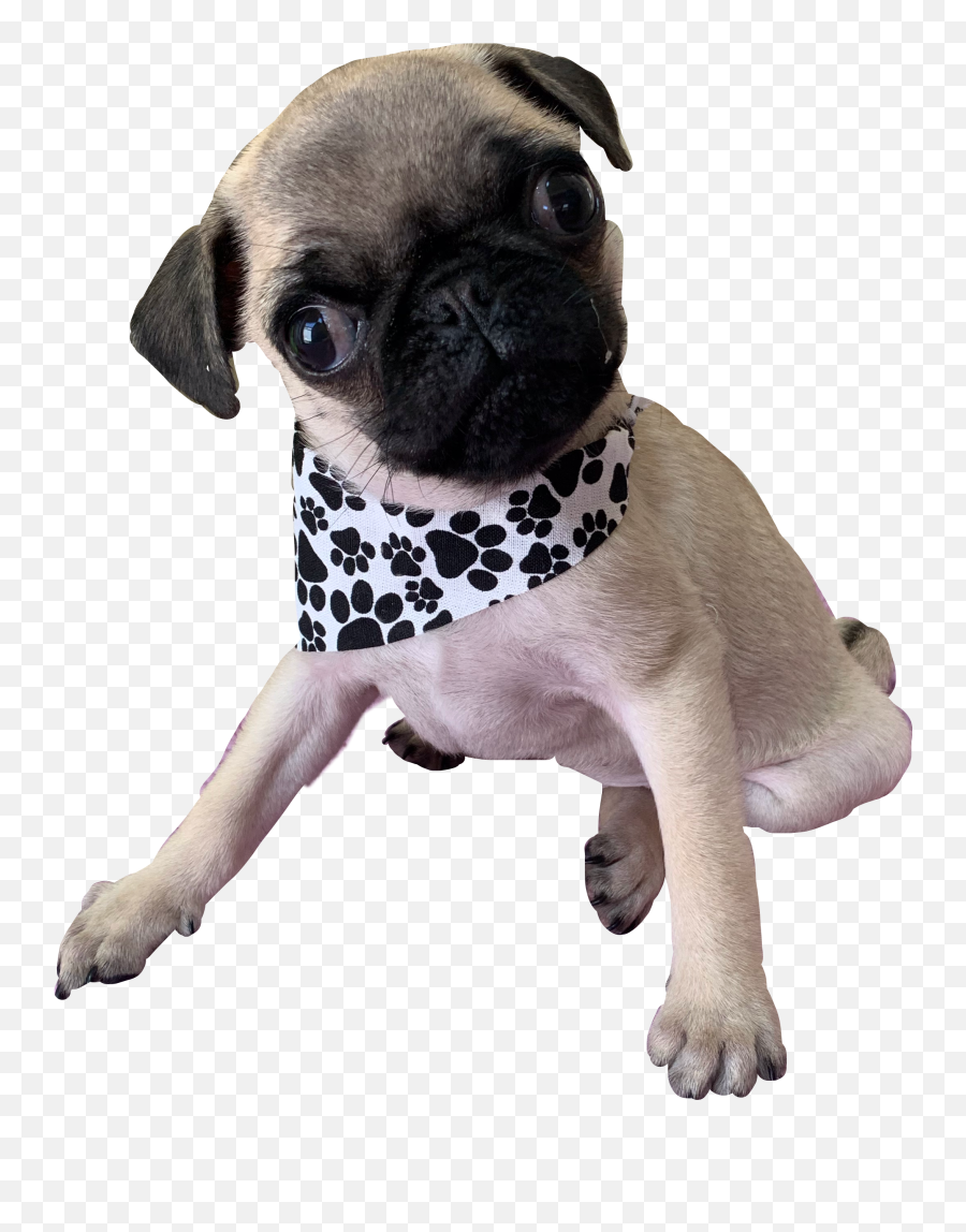 Discover Trending Mops Stickers Picsart - Dog Clothes Emoji,Pug Emoji Android