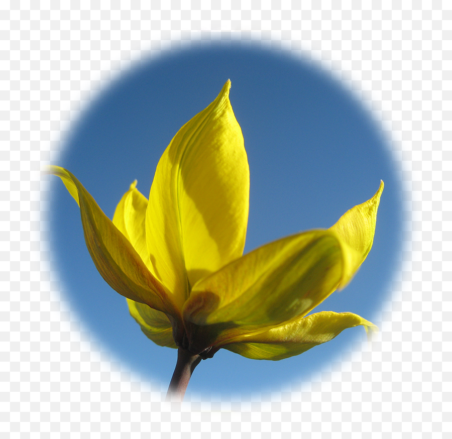 Wild Yellow Tulip - Tulip Emoji,Pics Of Intense Emotions