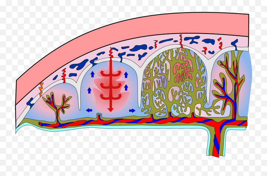 Scidraw Scientific Drawings Emoji,Pancreas Emojis