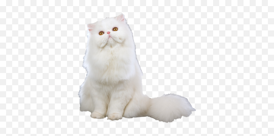 Catmoji - Kitty Emoji Keyboard And Imessage Stickers By Tom,Persian Emojis