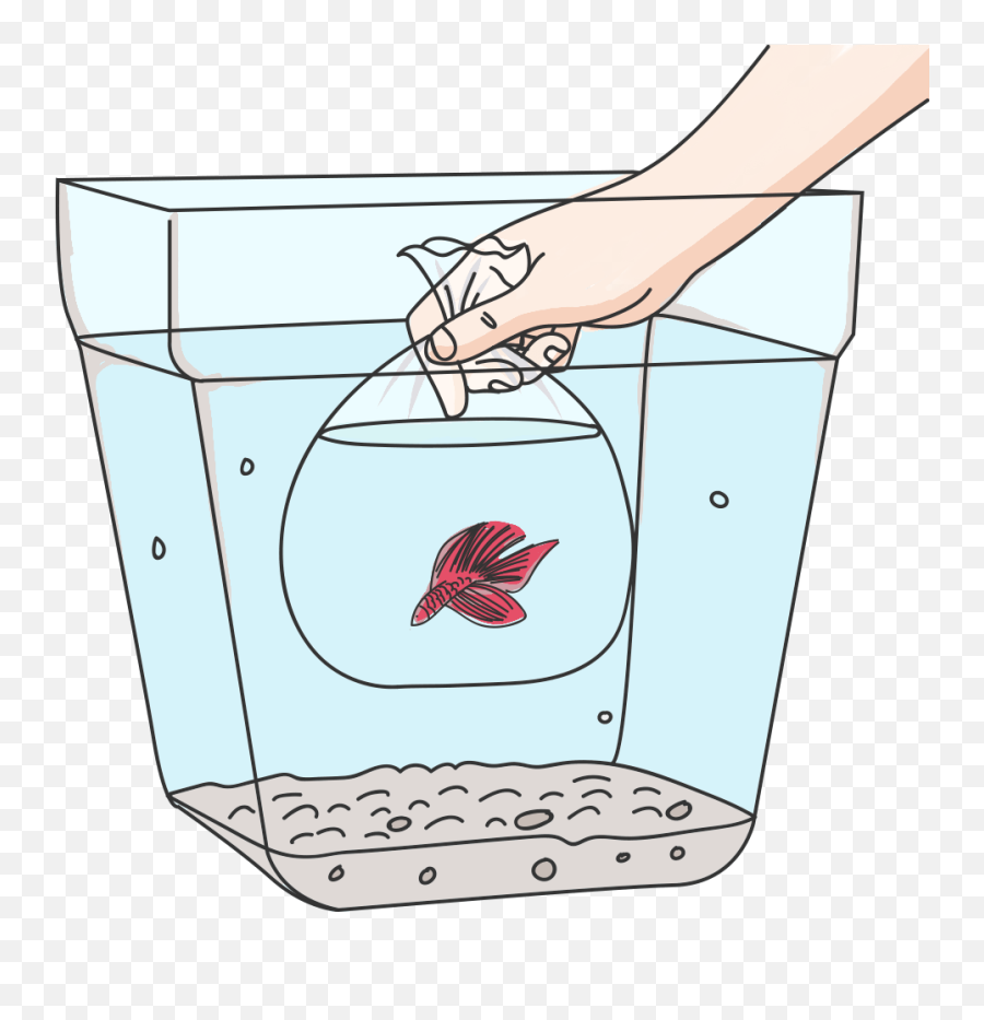 What Temperature Does Your Betta Fish Prefer - Back To The Emoji,Betta Fish Emoticon Text