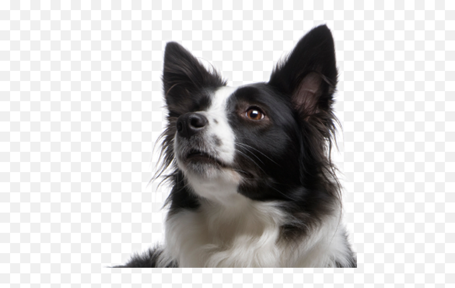 Border Collie Transparent Png - Png Transparent Border Collie Png Emoji,Collie Emoji