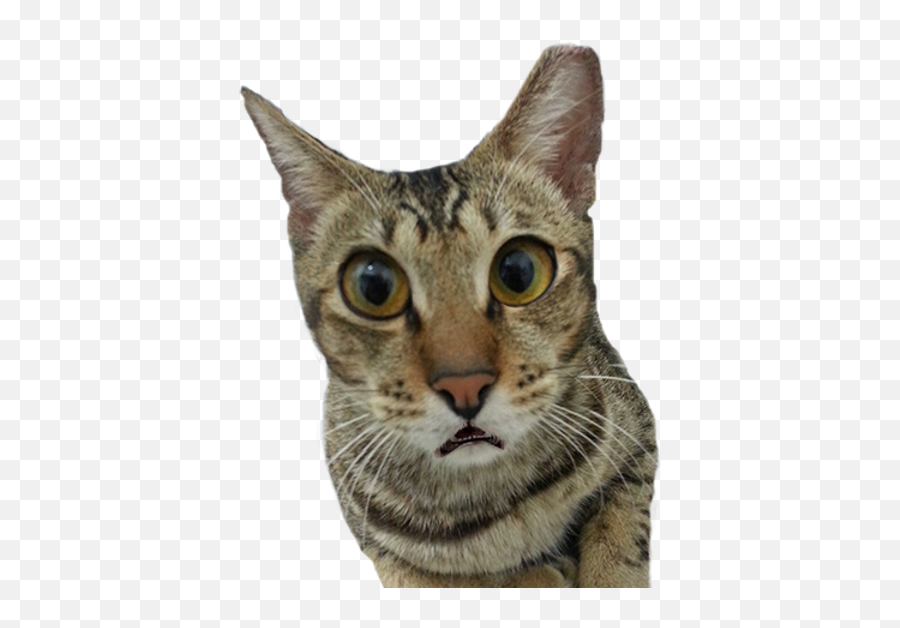 Rudiment Light Of Life Veterinary Clinic Bedok Reservoir - Domestic Cat Emoji,Cat Emotions And Body Language