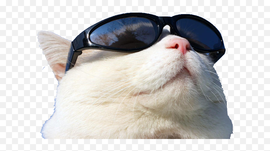 Transparent Sunglasses Png - Wearing Cat Github Sunglasses Gato Con Lentes Png Emoji,Emoji Wearing Sunglasses