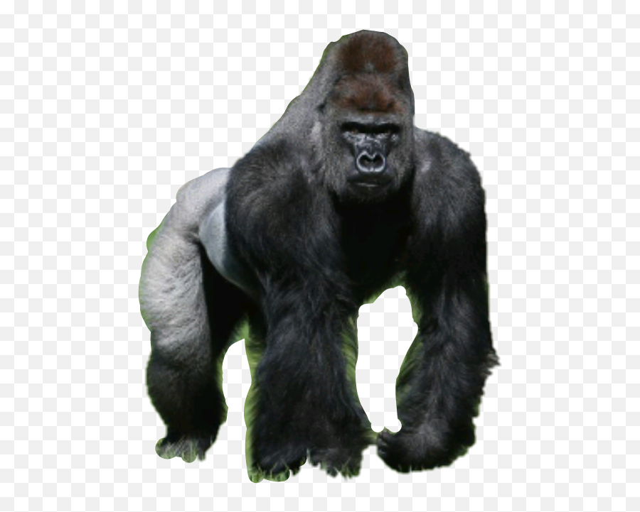 Silverback Gorilla Png - Silverback Sticker Mountain Gorilla Transparent Emoji,Gorilla Emoji