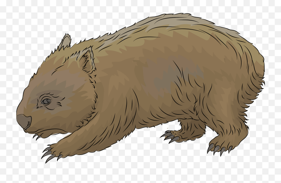 Common Wombat Clipart - Common Wombat Emoji,Wombat Emoji