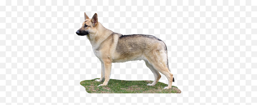 Resident German Shepherds - Tan And Silver Male German Shepherd Emoji,How To Tell German Shepherds Emotions By Their Ears