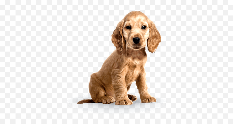 Puppy Advance - Advance Puppy Emoji,Dog Development Emotions