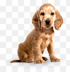 Puppy Advance - Advance Puppy Emoji,Dog Development Emotions