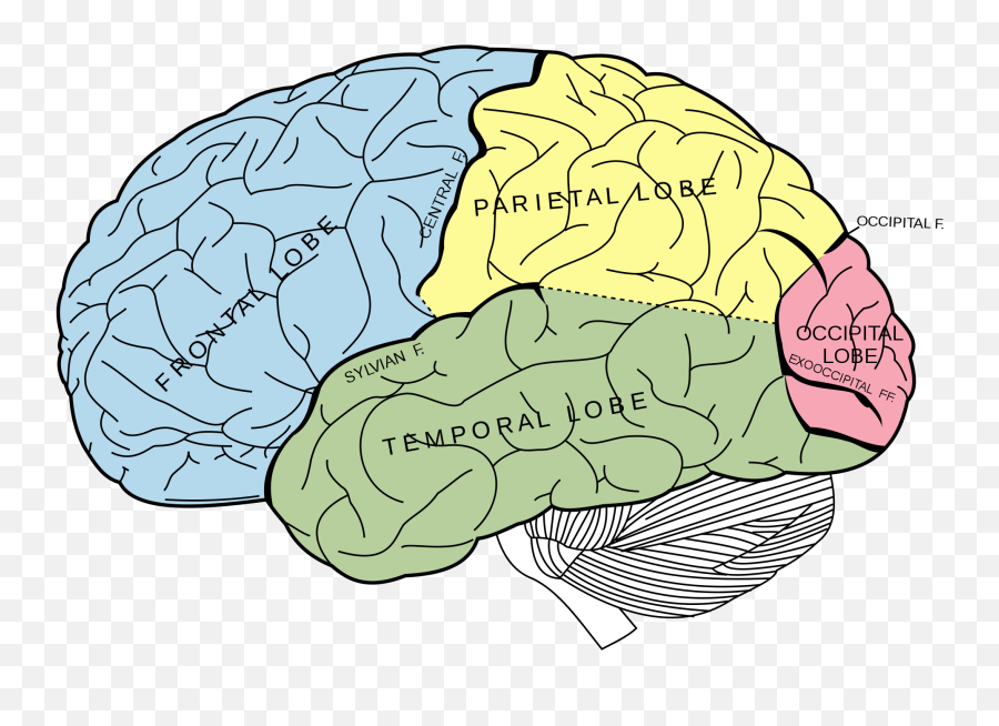 Blog - Back Of Your Brain Emoji,Neuroscience Of Emotion Lecture