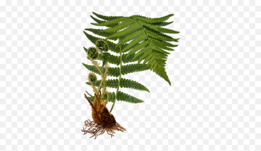 Fern Plant Clip Art Image - Clipsafari Fern Clipart Emoji,Fern Emoji