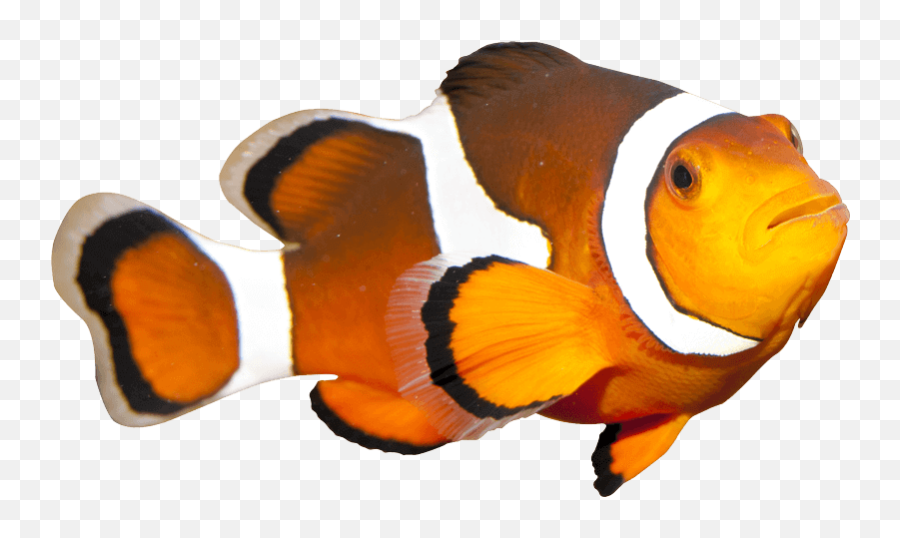 The Most Edited Emoji,Clowfish Emoji