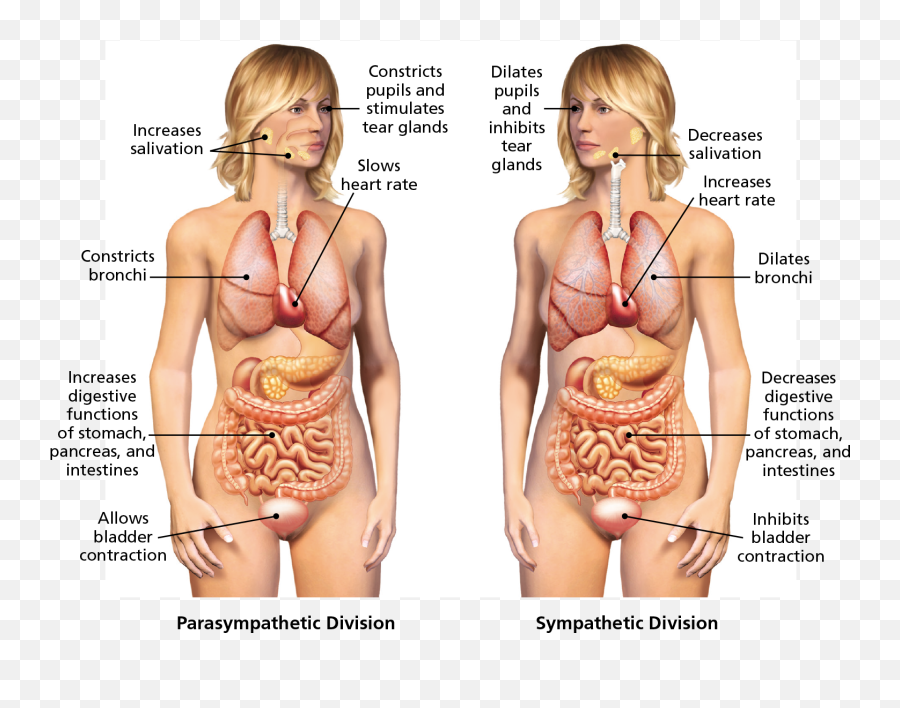 The Peripheral Nervous - Vegetables Benefits For Body Emoji,Is The Nervous Syst Responsible For Some Emotions