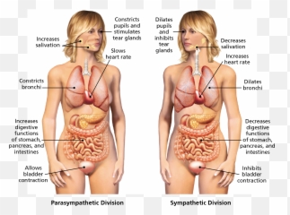 The Peripheral Nervous - Vegetables Benefits For Body Emoji,Is The Nervous Syst Responsible For Some Emotions