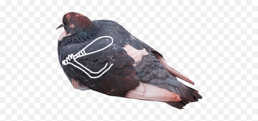 Sticker Maker - The Pigeon Memes Emoji,Apple Emojis Grey Bird