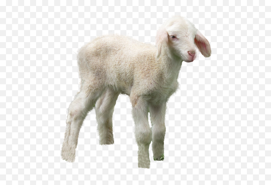Sheep Lamb Farm Yard - Free Image On Pixabay Emoji,Kawaii Sheep Emoticon