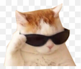 Cat Animated Discord Emojis Discord Emotes List,