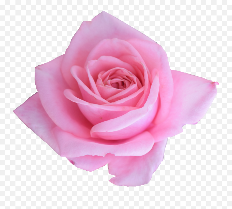 6 Pink Rose Png Transparent Onlygfxcom - Lovely Emoji,Blue Rose Emoji