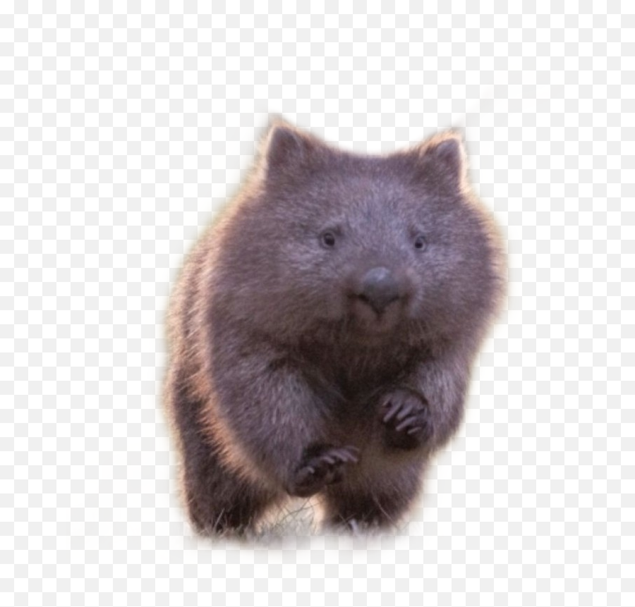 Wombat Sticker - Common Wombat Emoji,Wombat Emoji