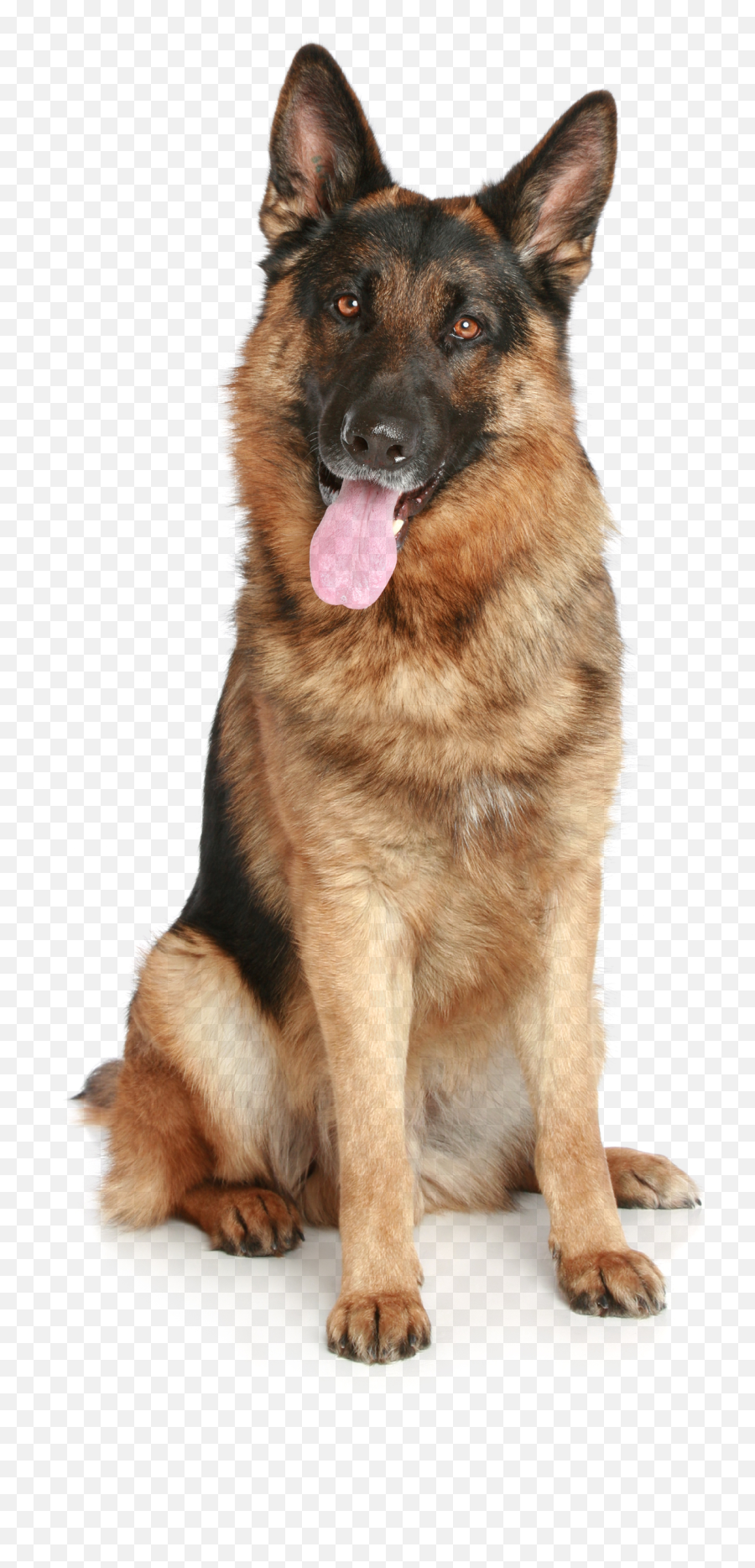 German Shepherd Png - German Shepherd White Background Emoji,How To Tell German Shepherds Emotions By Their Ears