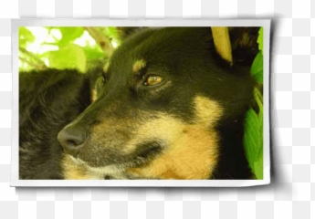 Vegan Dogs Cats Pets Veganism - Northern Breed Group Emoji,Dog Emotion Committed To Human Pg