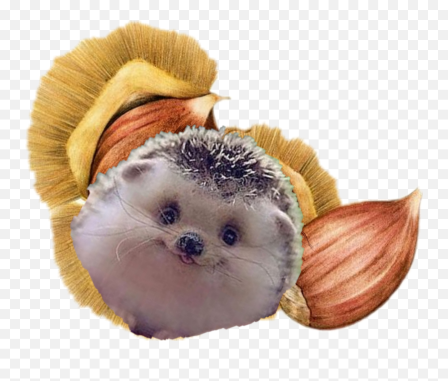 The Most Edited - Illustration Of Chestnut Emoji,What Does The Porxupine Emoticon