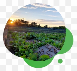 Growing Helix Aspers Mueller And Helix Maxim Emoji,Snail Emotion Pictures