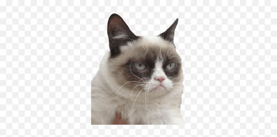 Grumpy Cat Vector Illustration Transparent Png - Stickpng Emoji,Facebook Angry Cat Emojis