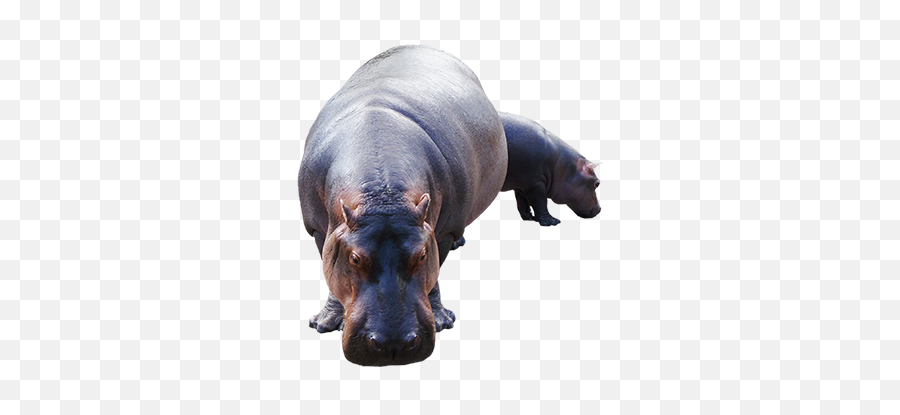 Animal Clip Art - Realistic Hippo Clipart Emoji,Hippo Emoticons