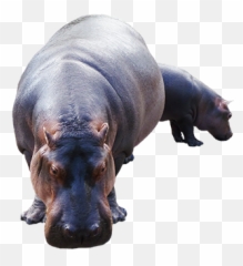 Animal Clip Art - Realistic Hippo Clipart Emoji,Hippo Emoticons