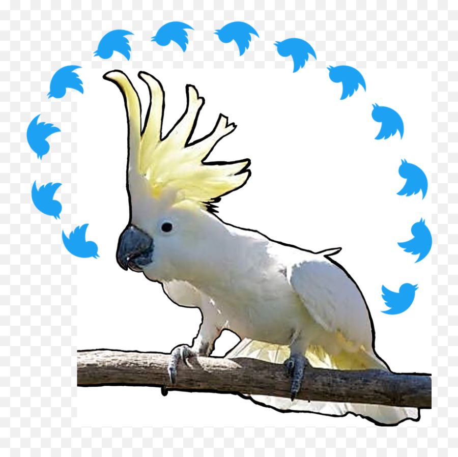 Music 3 Little Birds - Cockatoo Emoji,Laughing Crying Emoji Eyes Open Deep Fried