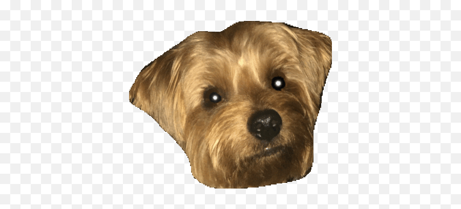 Yorkie Emoji Free Page 1 - Line17qqcom Vulnerable Native Breeds,Weiner Dog Emoji