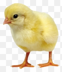 Chick Small Bird Egg Sticker - Small Chicken Emoji,Emoji Party Chick