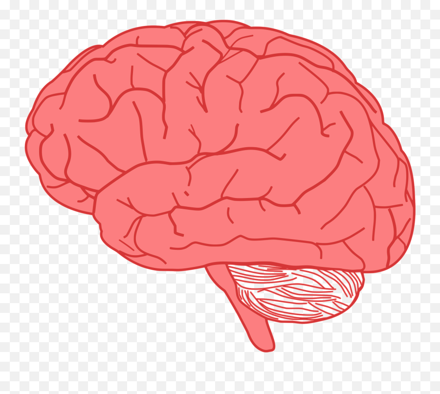 Teenage Brain - Brain Transparent Png Emoji,Teenager Emotions Clipart