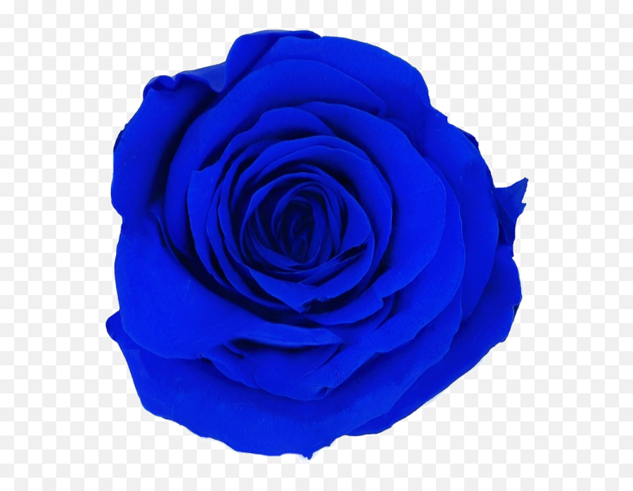 Preserved Rose Colors Their Meanings - Dark Blue Preserved Rose Emoji,Deep Emotions Roses