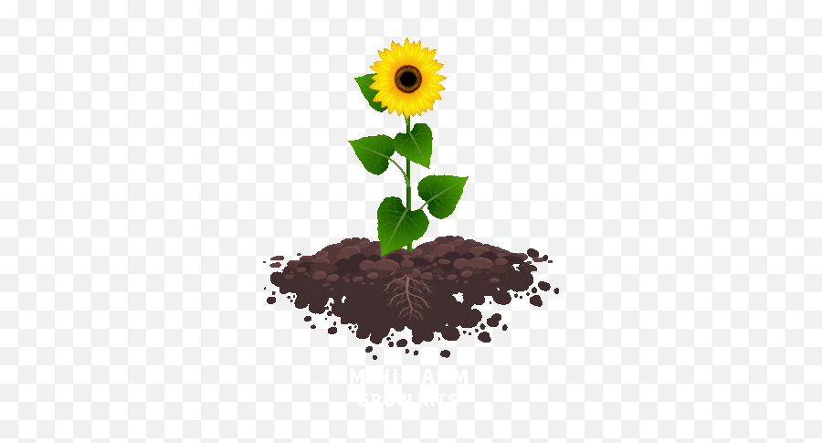 900 Gifs Ideas In 2021 Beautiful Gif Love Gif Cute Gif - Sunflower With Roots Emoji,Garden Of Emotions Amazon