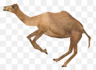 Committed - Camel Walking Gif Transparent Emoji,Love Emojis Text Ascii Camel