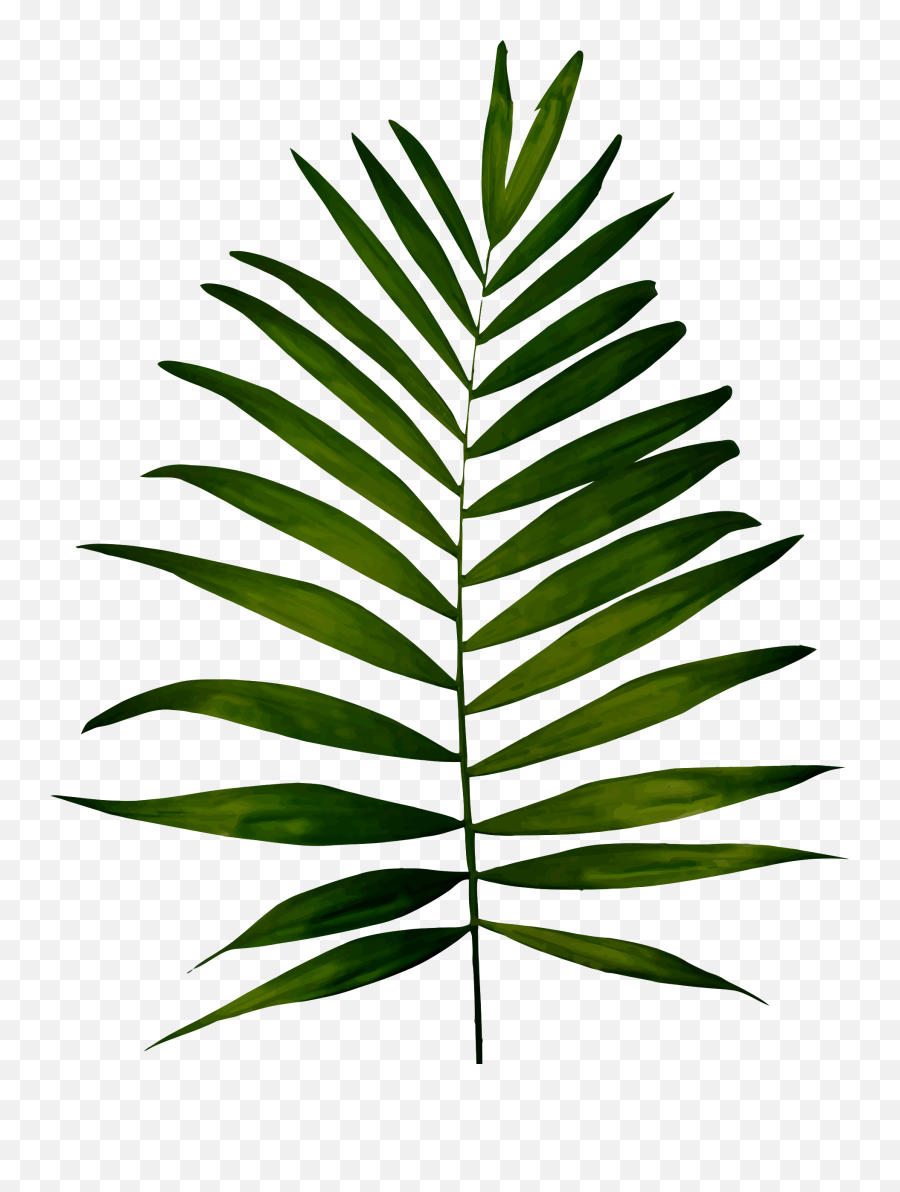 Big Image - Fern Images Clip Art Png Download Full Size Fern Clip Art Emoji,Fern Emoji